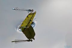 Granatauge