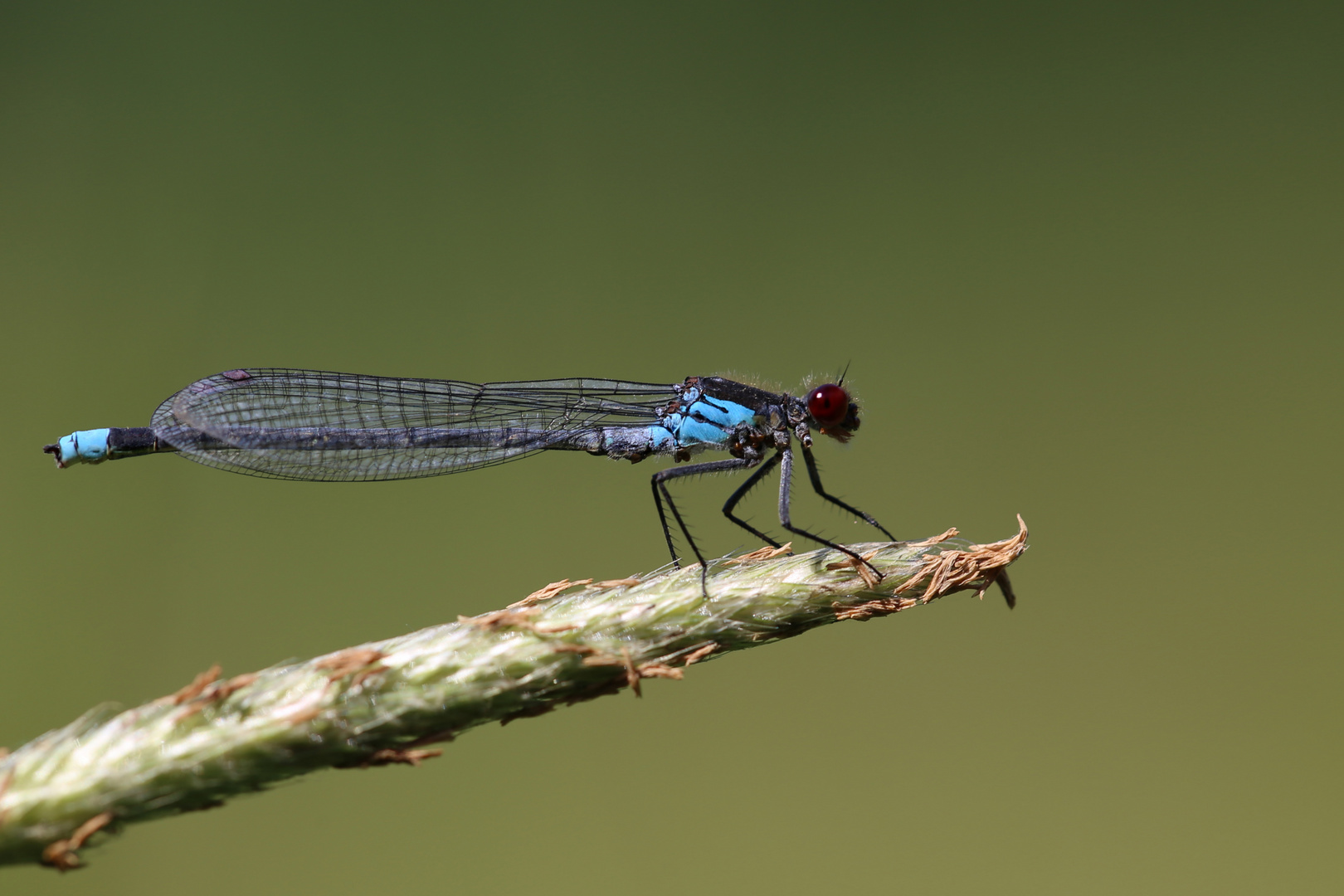 Granatauge (Erythromma najas)