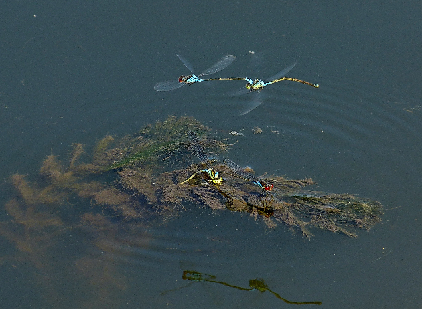 Granataugen   Libellen am See