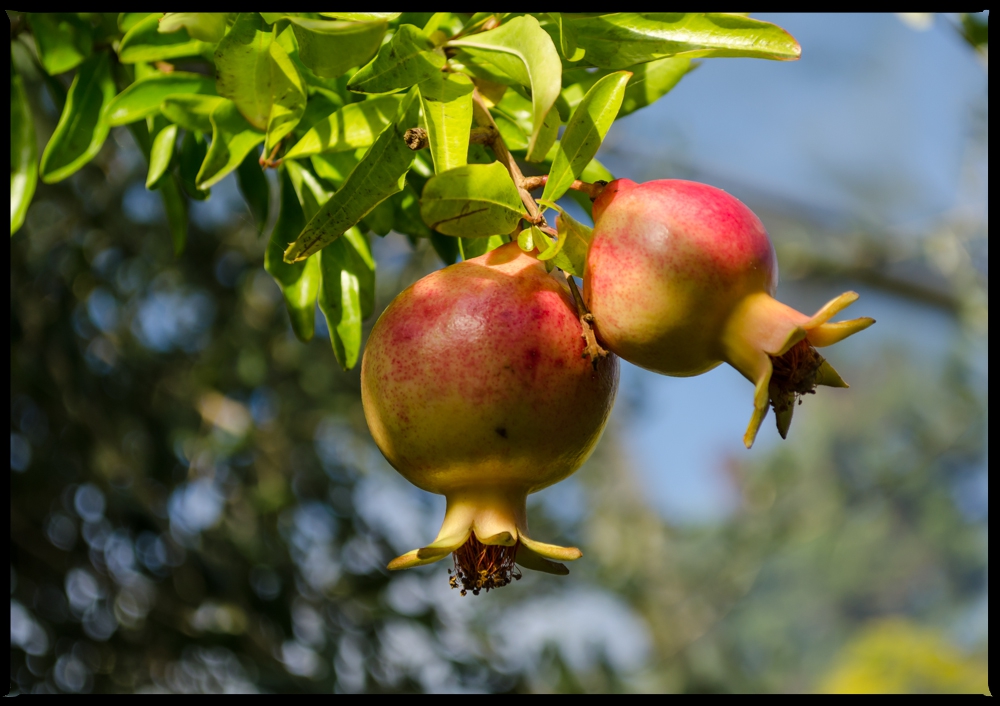 Granat(en)apfel