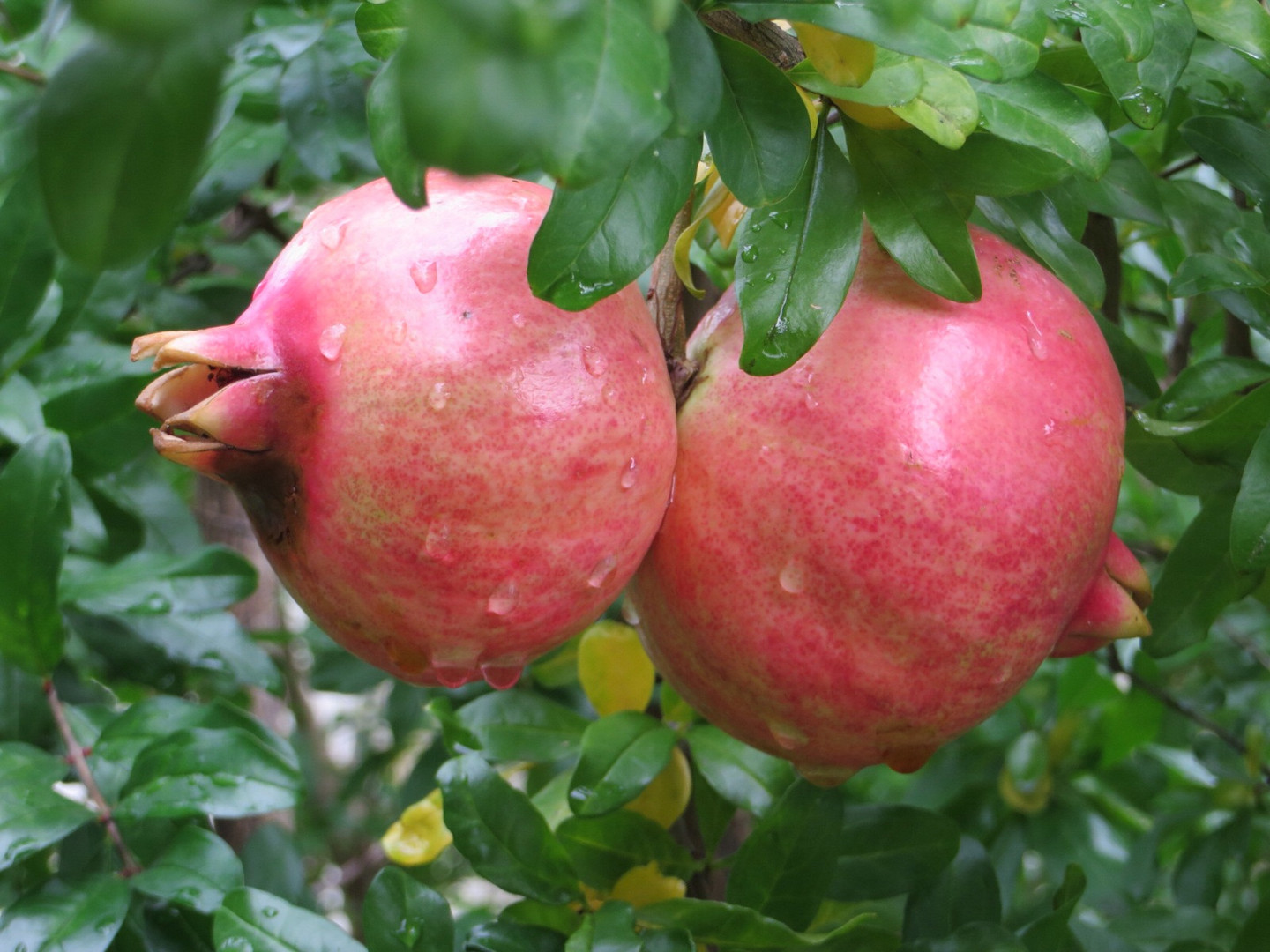 Granatfrucht in Süd-Tirol