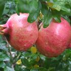 Granatfrucht in Süd-Tirol