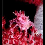 Granchietto degli alcionari (Hoplophrys oatesii)