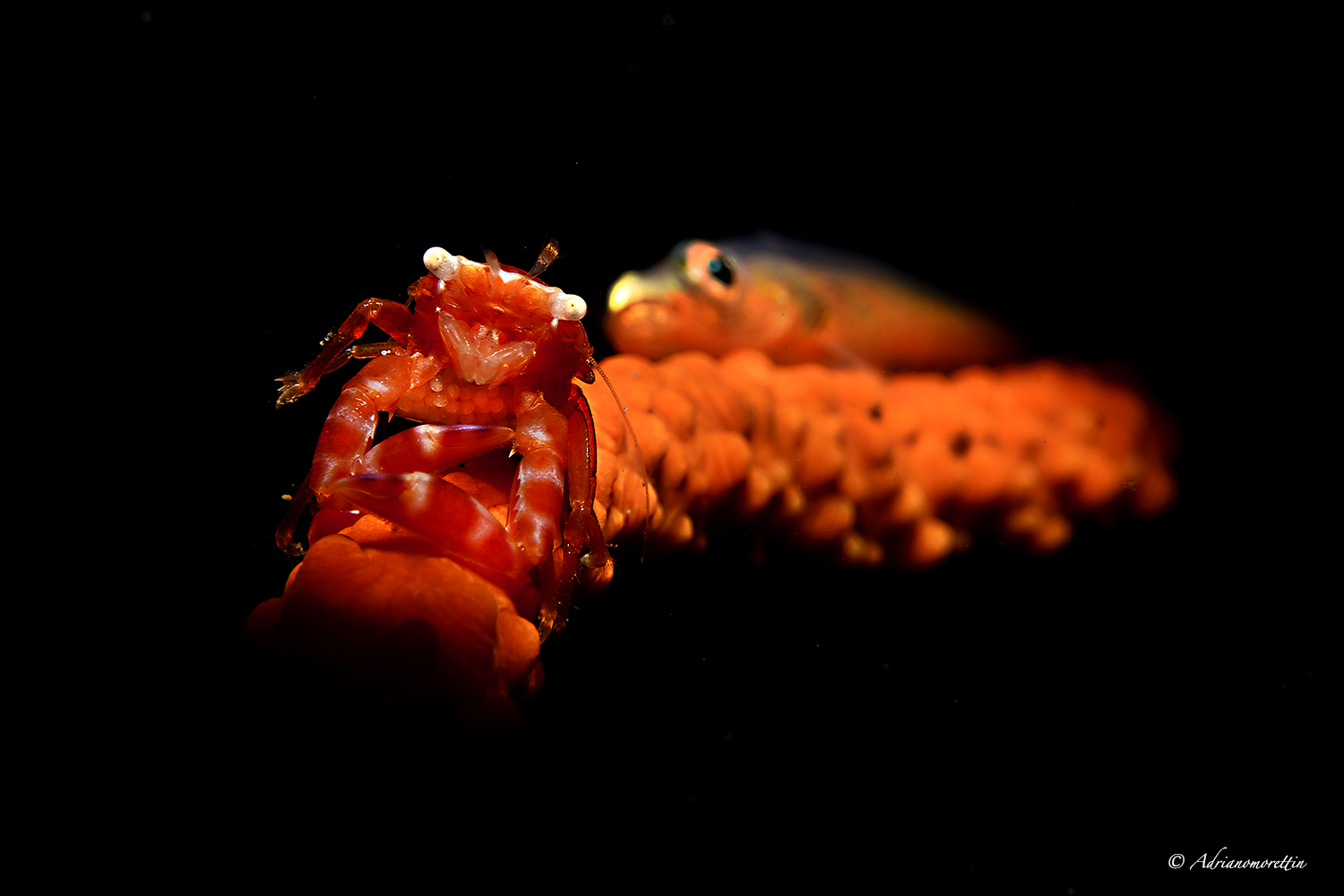 Granchietto porcellana con uova e gobide su corallo a frusta.