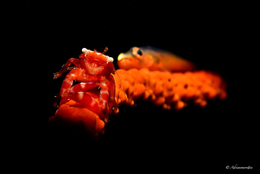 Granchietto porcellana con uova e gobide su corallo a frusta.