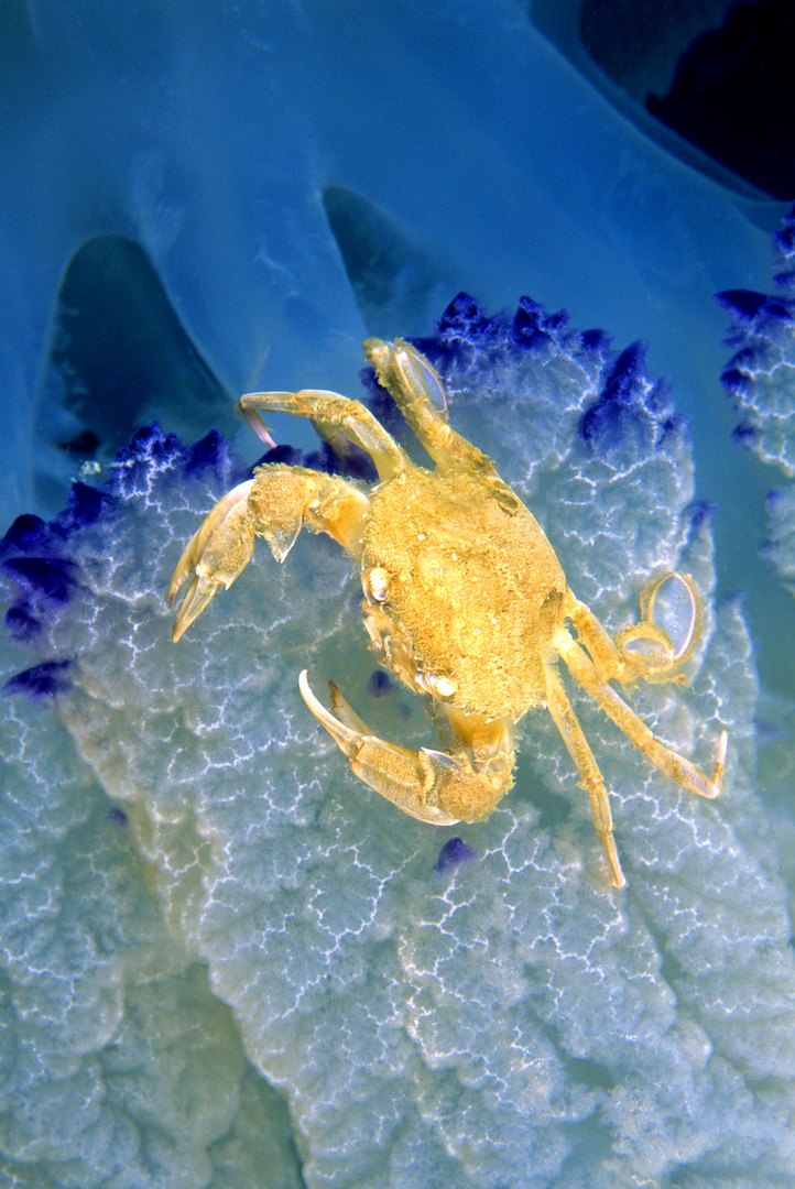 Granchietto sui tentacoli di una medusa