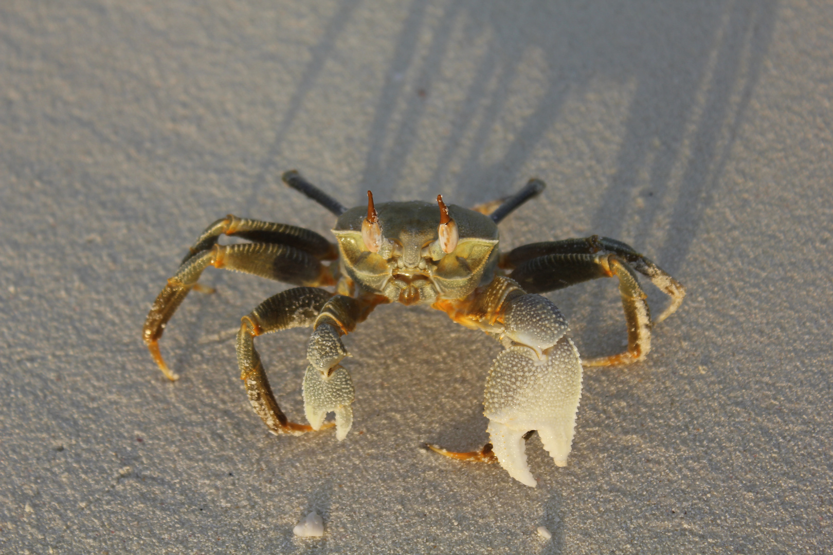 Granchio (crostaceo) delle Maldive