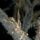 granchio decoratore su corallo nero