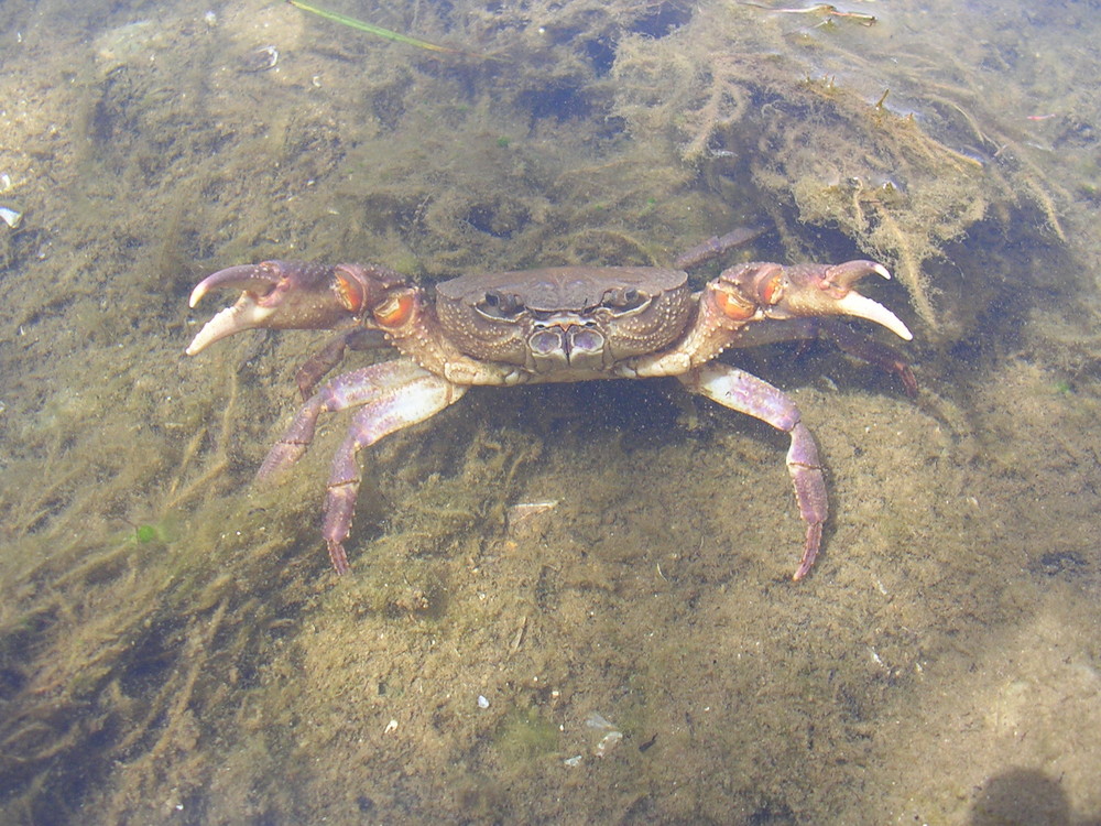 granchio di acqua dolce