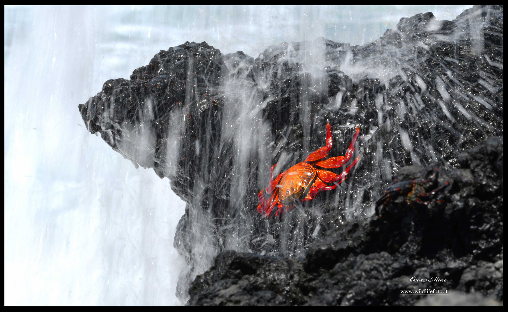 Granchio rosso #galapagos workshopfotografico Oscar Mura https://www.wildlifefoto.it/