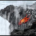 Granchio rosso #galapagos workshopfotografico Oscar Mura https://www.wildlifefoto.it/