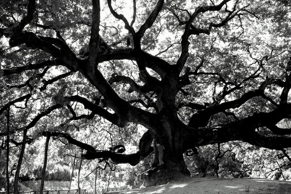 GRAND ALBERO di Irina Sergeeva 