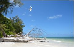 grand anse Praslin