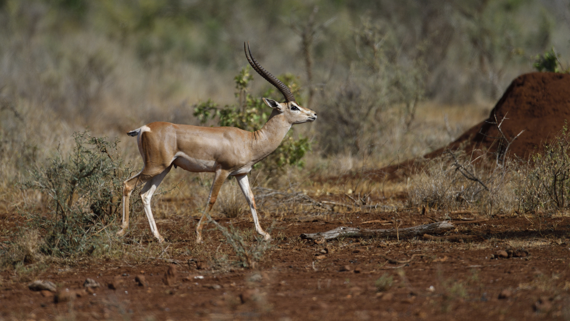 Grand Antilope