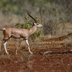 Grand Antilope