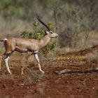 Grand Antilope