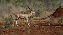 Grand Antilope