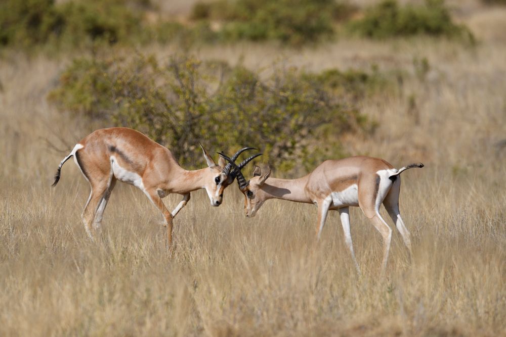  Grand Antilope