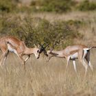  Grand Antilope