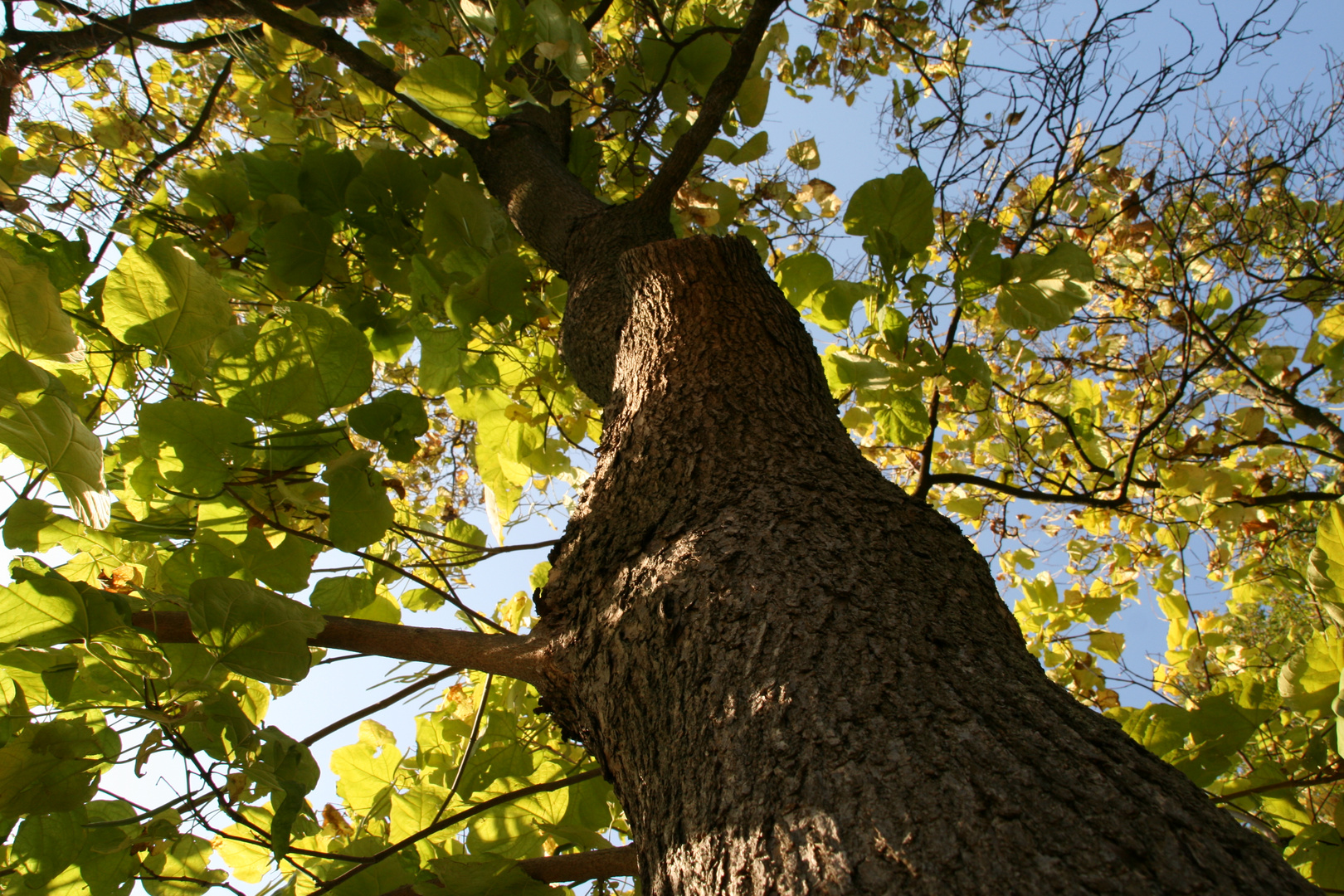 Grand arbre