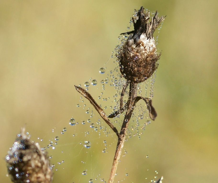 GRAND-ART NATUREL