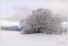 Grand Ballon d'alsace