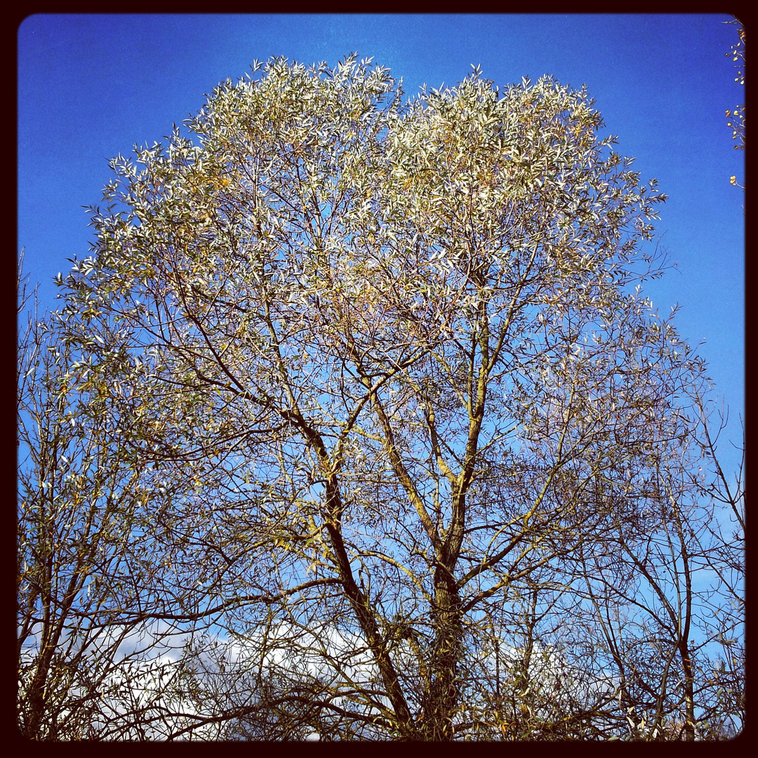 Grand bleu sur l'Alsace !