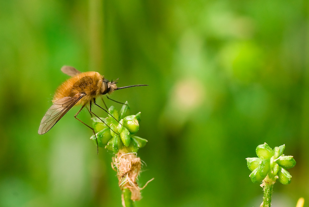 Grand Bombyle