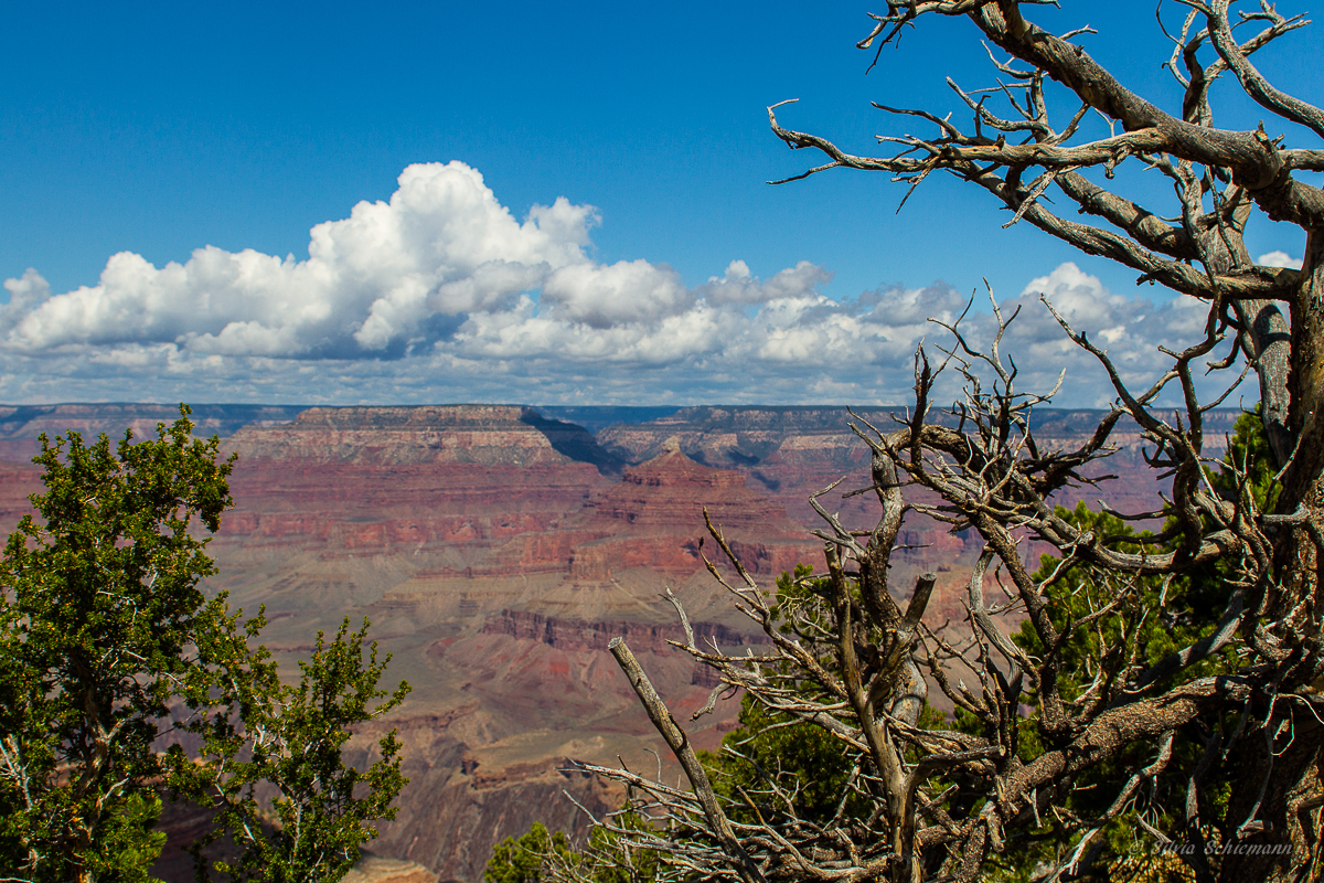 Grand Canyon (2)