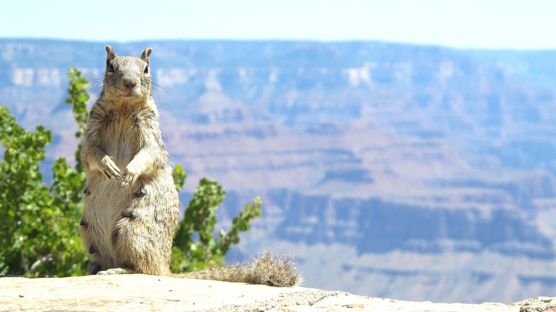 Grand Canyon