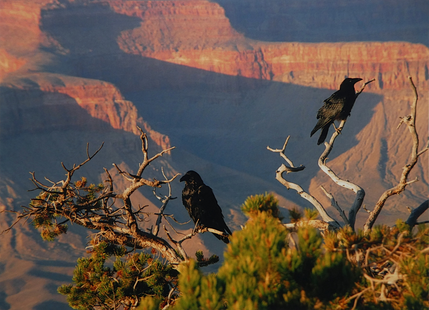 Grand Canyon am Abend