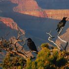 Grand Canyon am Abend