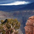 Grand Canyon, Arizona