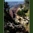 Grand Canyon Arizona USA