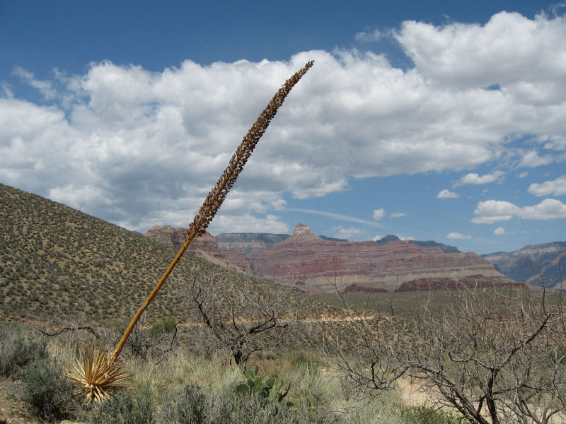 Grand Canyon - Auf dem Weg zum Plateau Point