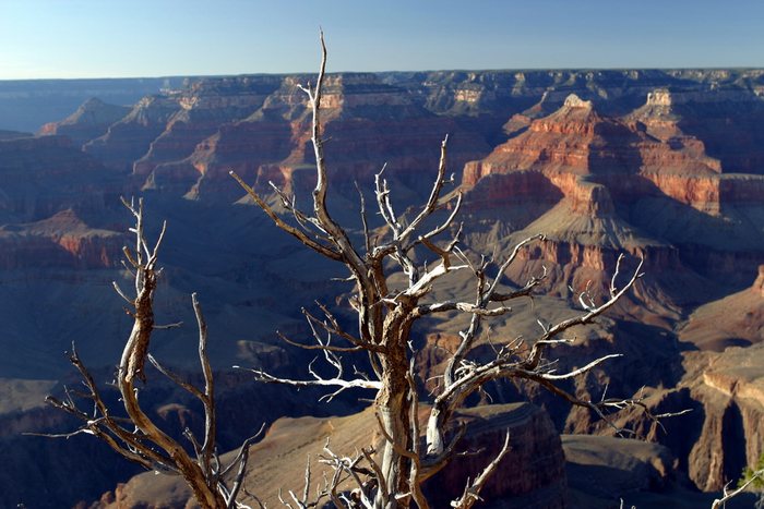 Grand Canyon Baum