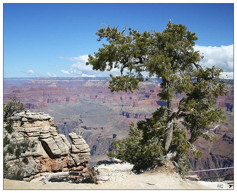 Grand Canyon Baum I