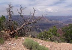 Grand Canyon - Broken Tree