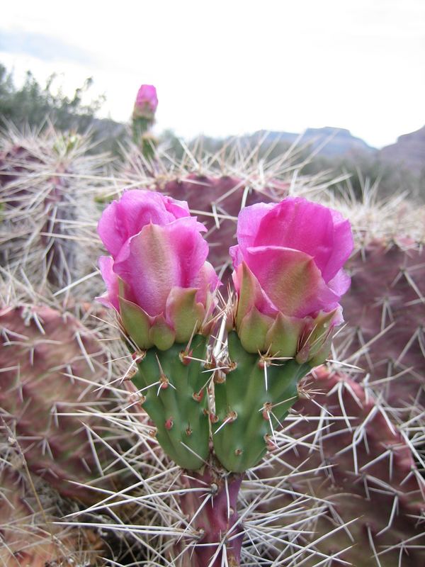 Grand Canyon Cacti