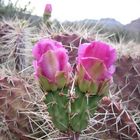 Grand Canyon Cacti