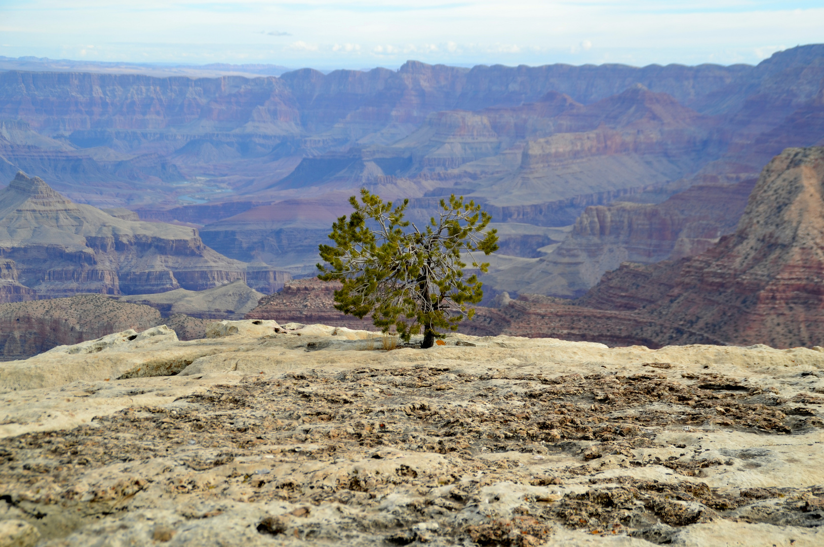 " Grand Canyon der Baum "