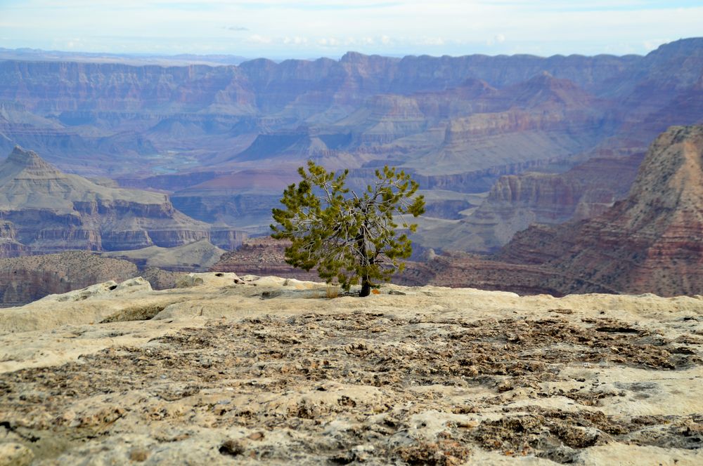 " Grand Canyon der Baum "