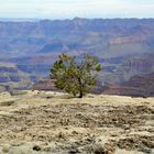 " Grand Canyon der Baum "