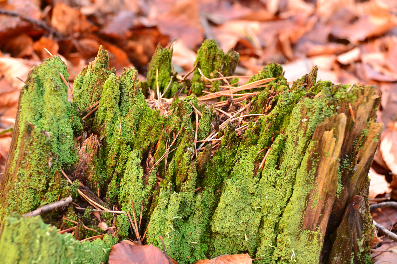 Grand Canyon der Waldbewohner