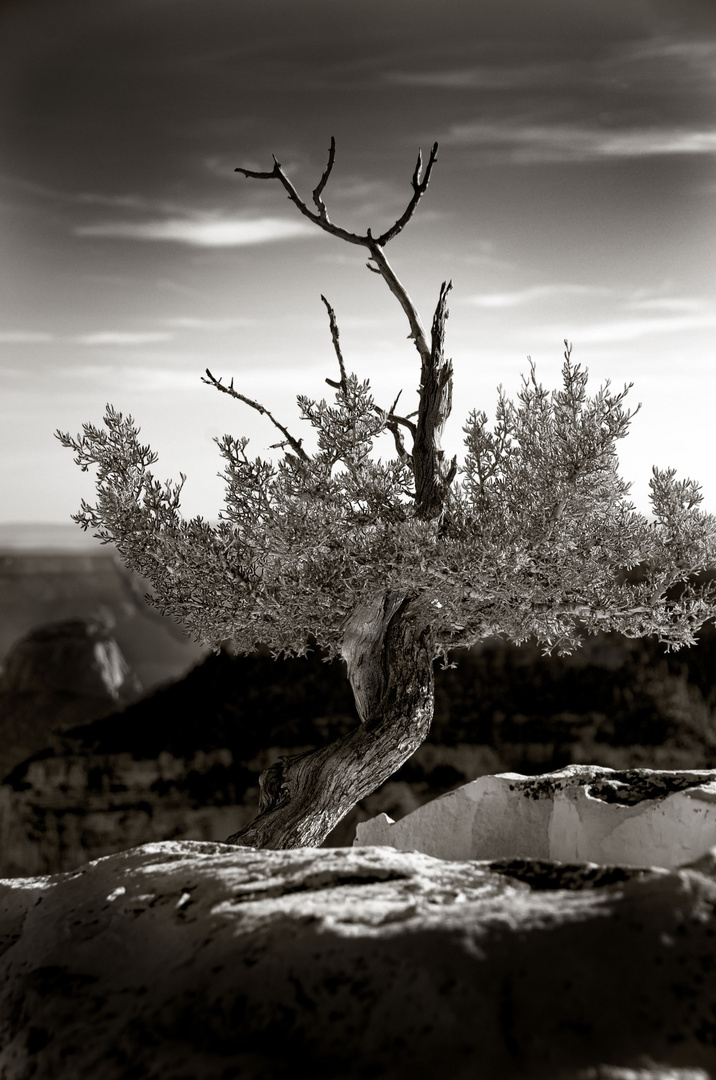 grand-canyon- detail tree