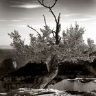 grand-canyon- detail tree