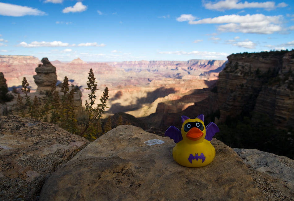 Grand Canyon Duck