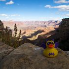 Grand Canyon Duck