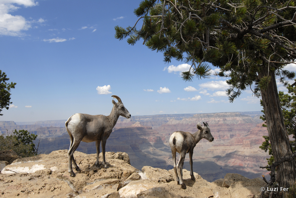 Grand Canyon