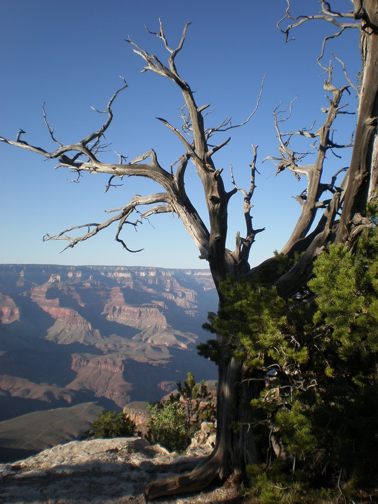 Grand Canyon II